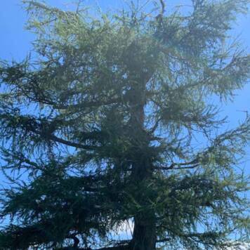 Carmen aus Kirchdorf