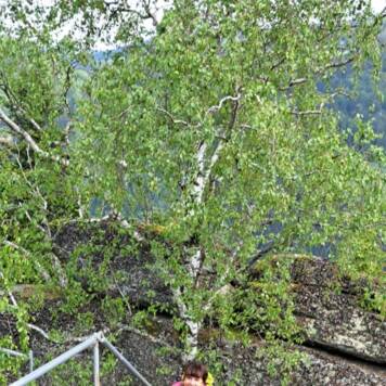 Elisabeth aus Urfahr-Umgebung