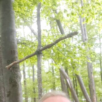 Thomas aus Freistadt