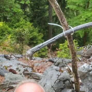 Thomas aus Freistadt