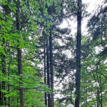 Ingrid aus Kirchdorf