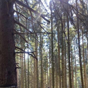 Gabriele aus Amstetten