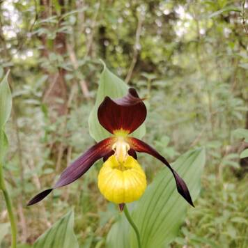  Naturpädagogische Exkursion in die Almauen - MS Buchkirchen