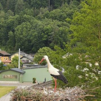  "Storchennest" - Mittelschule Munderfing