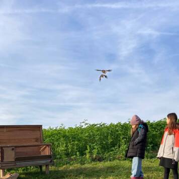  Schaffung Lebensraum - Ansiedlung Rebhühner - Privatschule ErLe