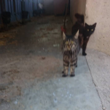 Janina aus Braunau (Maschinenring Allrounder) - Maschinenring