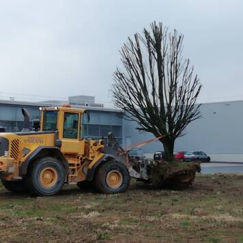 Simone aus Wels (Landschaftsgärtnerin ) - Maschinenring 