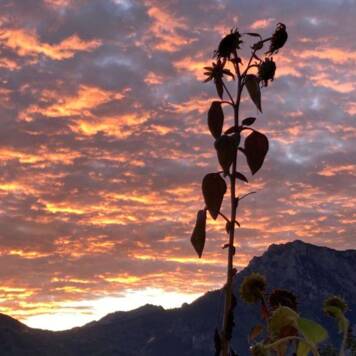 Katharina aus Gmunden