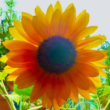 Katharina aus Gmunden