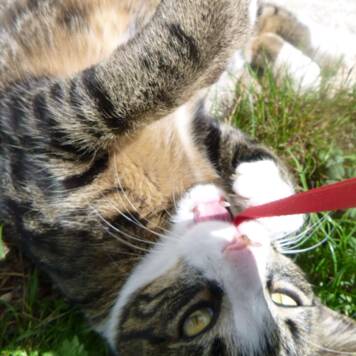 Katharina aus Gmunden