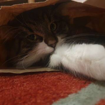 Enja aus Urfahr-Umgebung