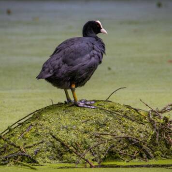 Arthur aus Schärding