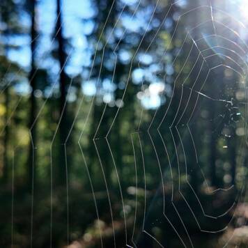 Sebastian aus Urfahr-Umgebung