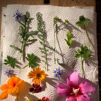 Magdalena aus Eferding