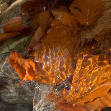 Isabella aus Gmunden