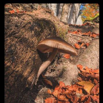 Isabella aus Gmunden