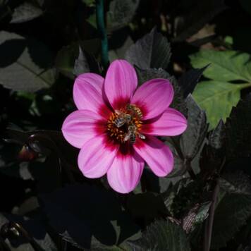 Sarah aus Schärding