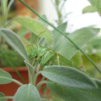 Sarah aus Schärding