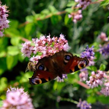  Livia aus Schärding