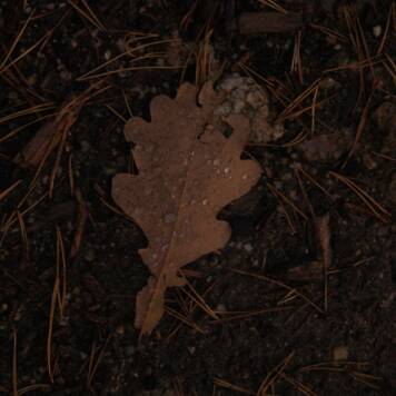  Laurin aus Freistadt