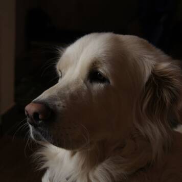  Laurin aus Freistadt