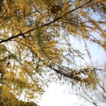 Michaela aus Gmunden