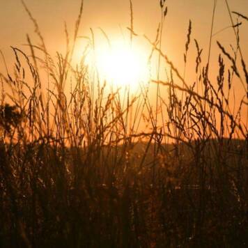 Leo aus Grieskirchen