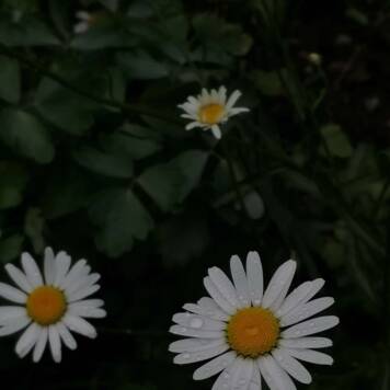 Johanna aus Linz-Land