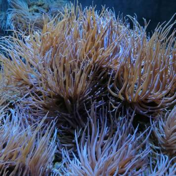 Johanna aus Linz-Land