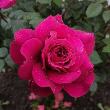 Johanna aus Linz-Land