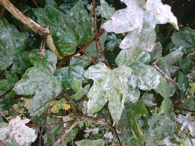 Garten-Tipps: Was es im Sommergarten zu beachten gilt