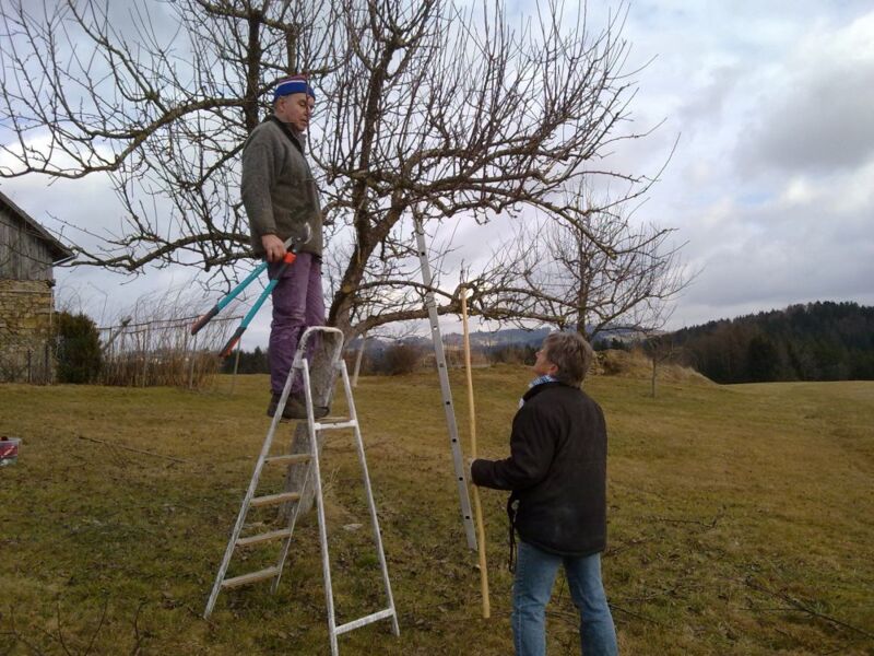Obstbaume Schneiden Aber Richtig