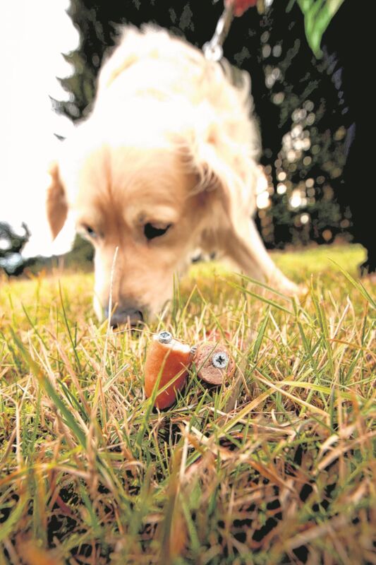 Giftköder Aussehen / Ist Das Hier Ein Hundekoder Hund Gift Koder / Die