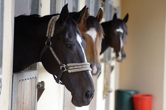 download Human Agency and Neural Causes: Philosophy of Action and the Neuroscience