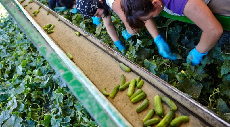 8500 Tonnen Gurken Werden Bis August Bei Osterreichs Grosstem