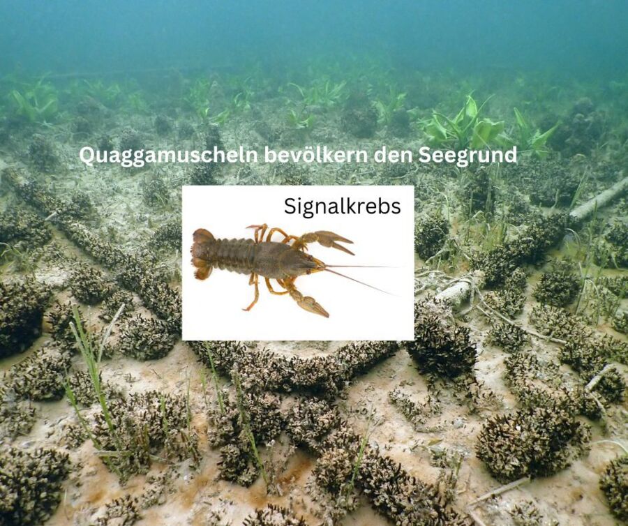 Vortrag „Invasive Tiere und Pflanzen“ im und am Attersee und Umgebung