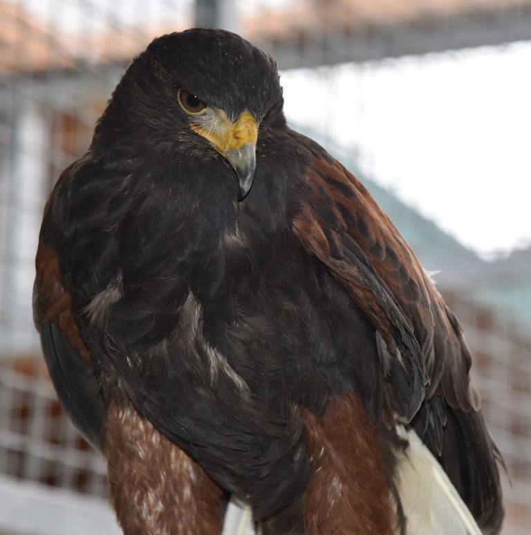 Maine Coon Kitten Mit Stammbaum 800 8430 Leibnitz