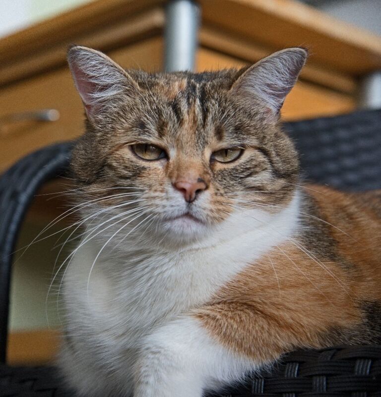 Das Tierheim Altmünster Zieht Bilanz