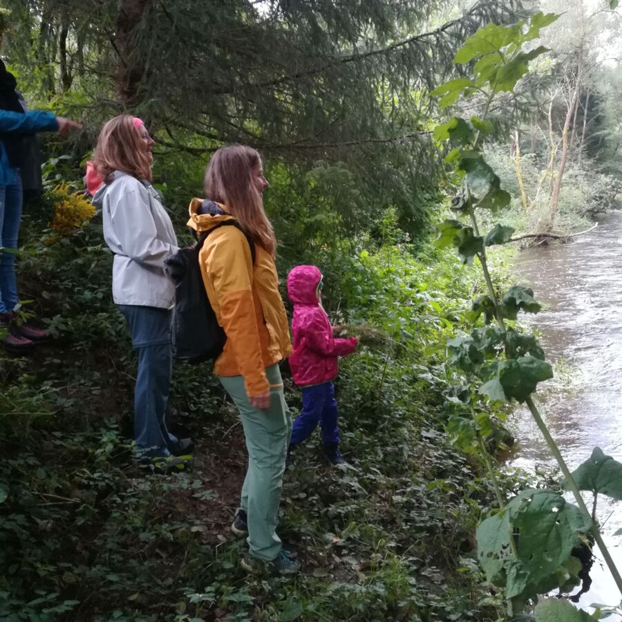 Kräuterwanderung ins Reich der Wiesenkönigin