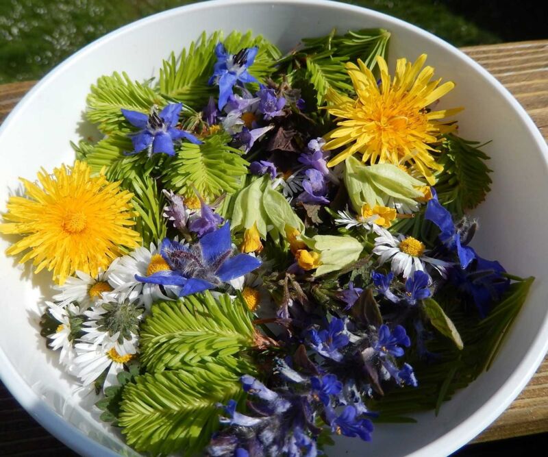 Kräuterwanderung rund um das Schloss Katzenberg