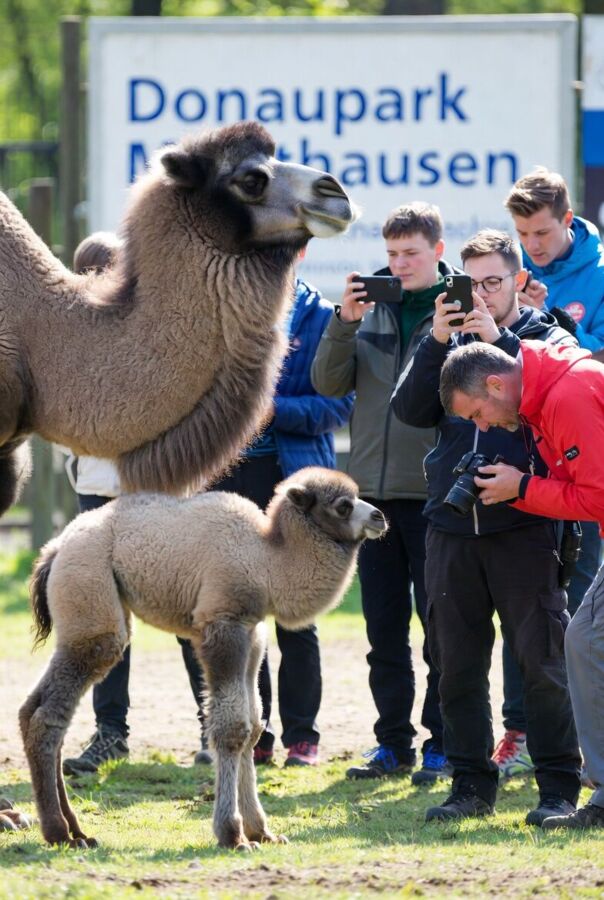 Kamelfrühstück am Donaupark-Parkplatz in Mauthausen