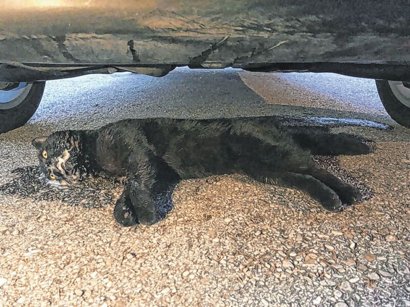 Vier Tote Katzen In Vier Tagen Nun Steht Das Obduktionsergebnis Fest