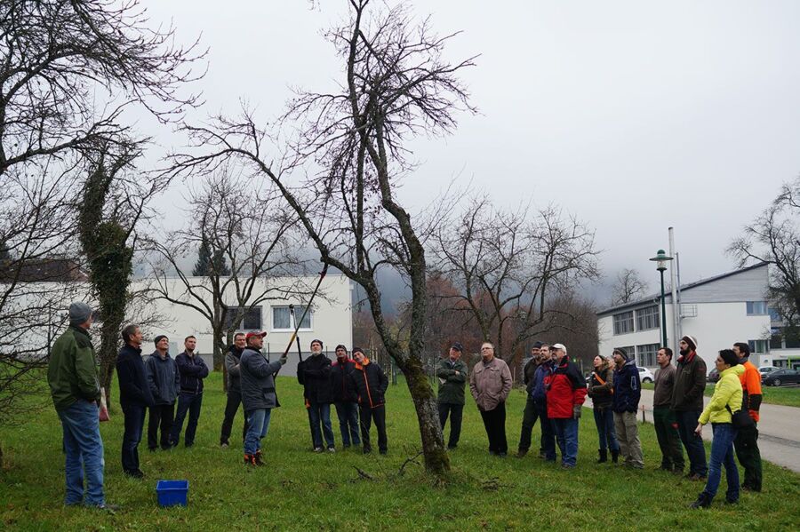 Altbaumpflege in der Streuobstwiese