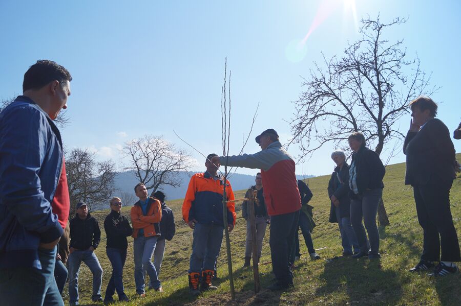 Reiche Ernte und gesunder Baum durch die richtige Technik