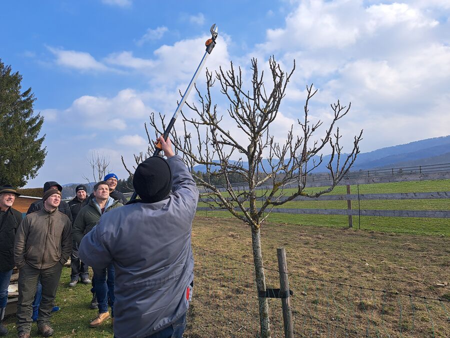 Reiche Ernte und gesunder Baum durch die richtige Technik