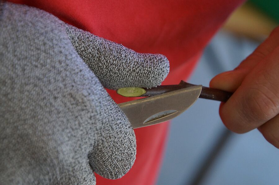 Reiche Ernte und gesunder Baum durch die richtige Technik