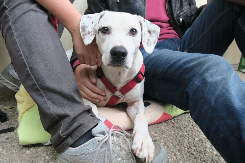 Linzer Tierheim öffnet die Pforten