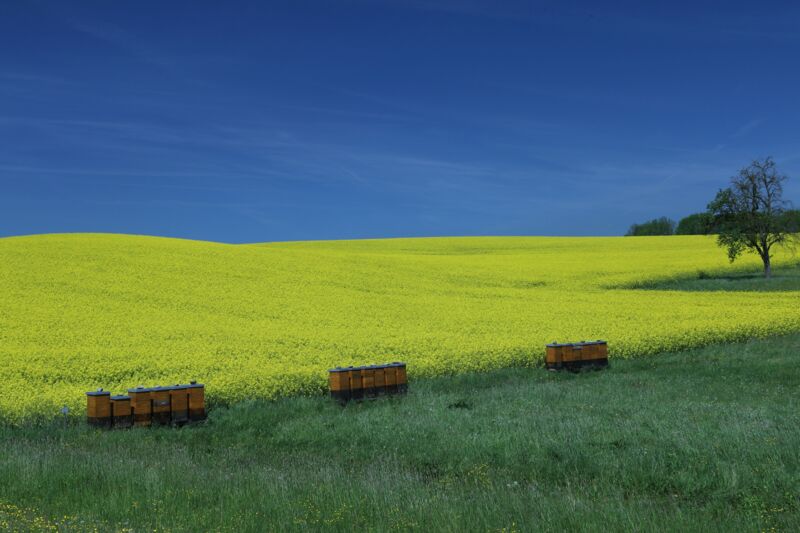 Spannungsfeld Imkerei und Landwirtschaft: Vortrag in St. Florian