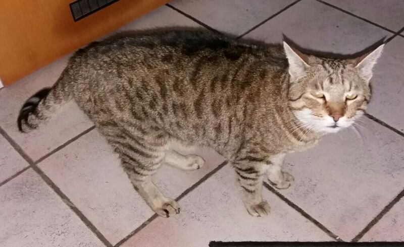 Wer Will Mich Der Tierschutzverein Katzenjammer Hat Viele