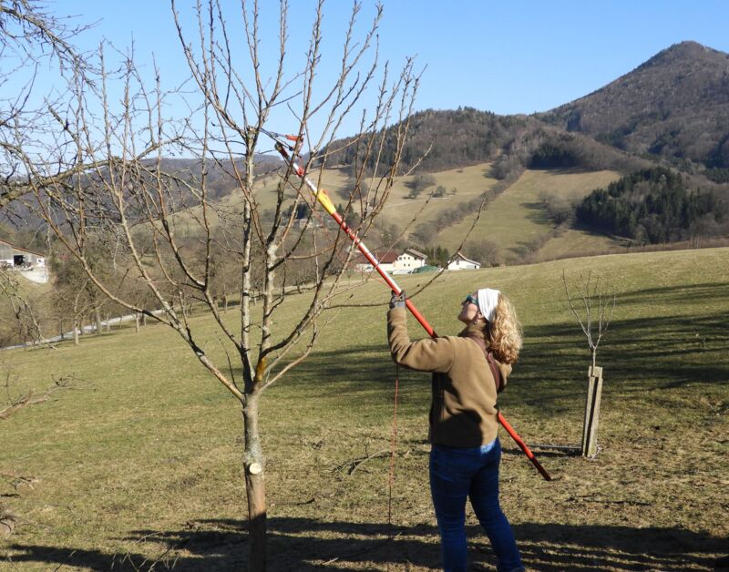 Kurs Obstbaume Richtig Schneiden